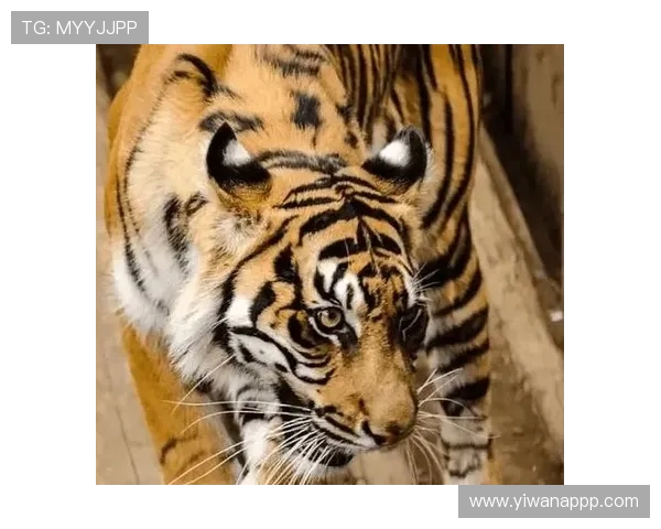 bifa888老虎游戏攻略:如何在娱乐中赢得更多奖励 bifa888老虎游戏攻略:如何在娱乐中赢得更多奖励